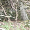 Plants: image 29 Of 208 Thumb